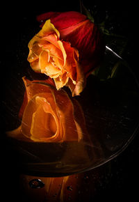 High angle view of rose on black background