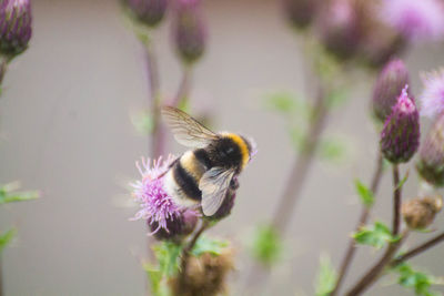 Close-up of bee on purple flower