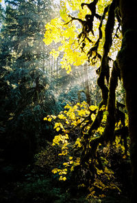 Yellow flowering trees in forest