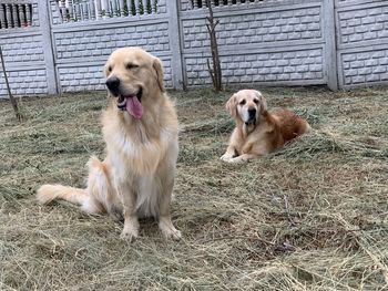 High angle view of golden retriever sitting on field