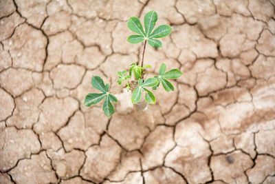 High angle view of plant growing on field