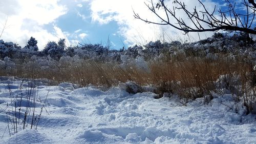 Snow covered land and trees against sky