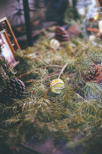 Close-up of christmas tree