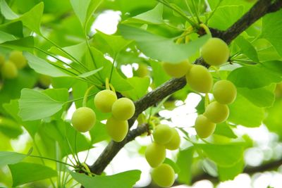 Low angle view of fruits on tree