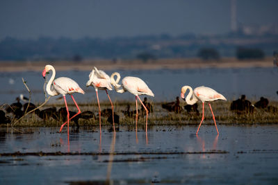 Birds in lake