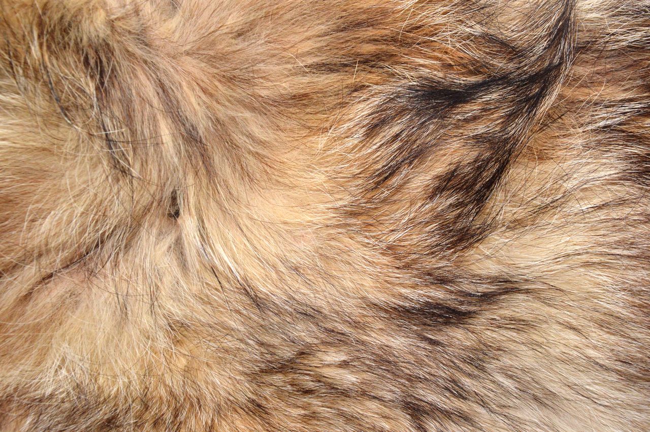 fur, animal, brown, mammal, animal themes, textile, one animal, animal hair, backgrounds, fur clothing, full frame, close-up, mane, no people, animal body part, domestic animals, pet, textured, dog, canine