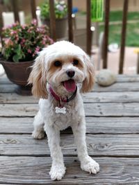 Portrait of dog sticking out tongue while sitting on footpath