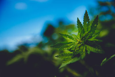 Close-up of fresh green leaves