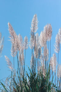 Low angle view of stalks against clear blue sky