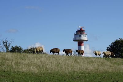 Cows grazing in a field