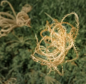 Close-up of plant