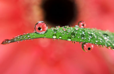 Close-up of raindrops on leaf