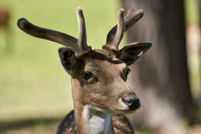 Close-up portrait of deer