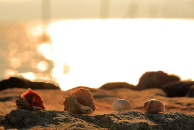 Close-up of beach against sky