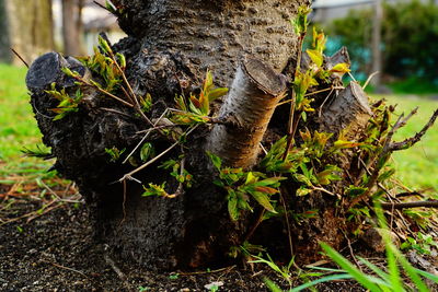 Close-up of lizard on tree