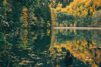 Reflection of trees on lake during autumn