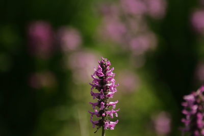 Close-up of pink flowering plant