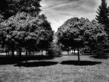 Trees against sky