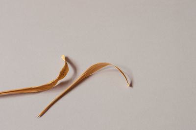 Close-up of plant against white background