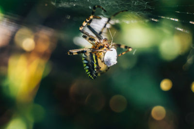 Close-up of spider on web