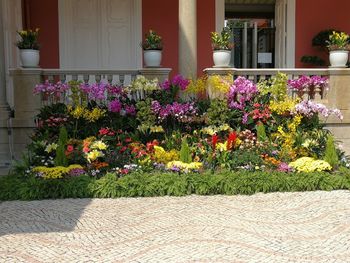 Pink flowering plants against building