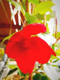 Close-up of red rose flower