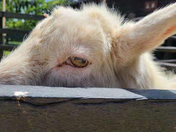 Close-up of a lion in zoo