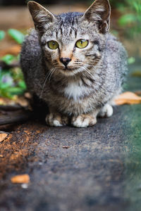 Close-up portrait of tabby cat