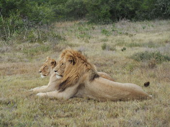 Full length of a cat lying on field