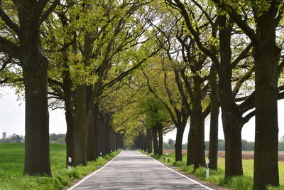 Empty road amidst trees in park