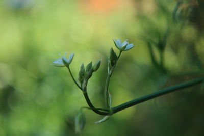 Close-up of flowering plant