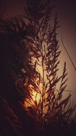 Close-up of silhouette plants against sunset