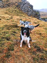 Dog on mountain against sky