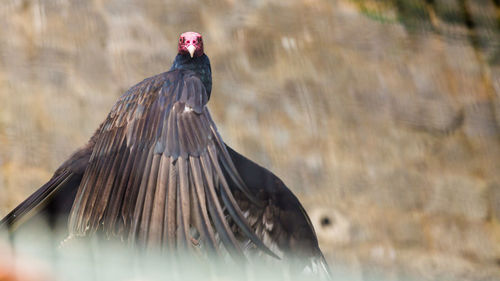 Close-up of a bird