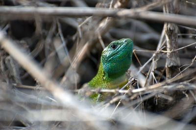 Close-up of green lizard perching on leaf