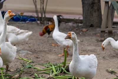 View of birds on field