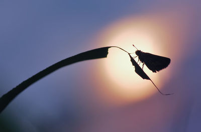 Close-up of silhouette butterfly on flower against sky