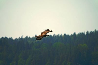 Bird flying in the sky