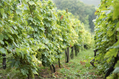 View of vineyard against plants