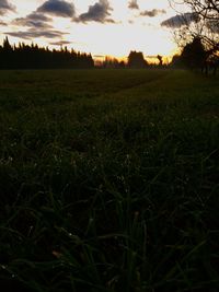 Scenic view of field against sky during sunset