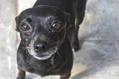 Close-up portrait of black puppy