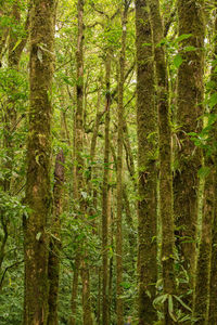 Pine trees in forest