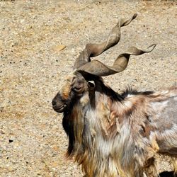 Portrait of lizard standing outdoors