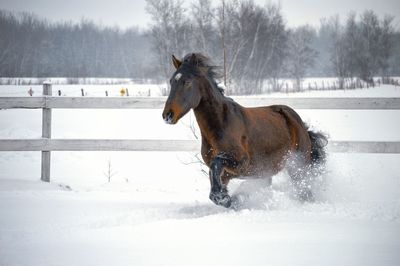 Horse running on snow covered field