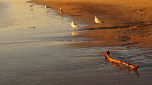 Side view of birds on beach