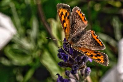 Close-up of butterfly pollinating on purple flower