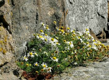 Close-up of yellow flowering plant on rock