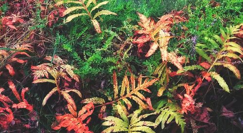 Close-up of plants