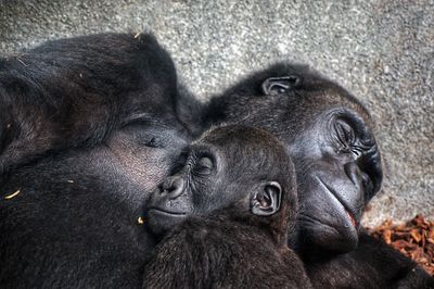 Close-up of gorilla family