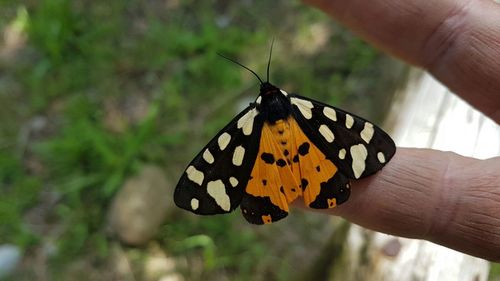 Close-up of butterfly on finger